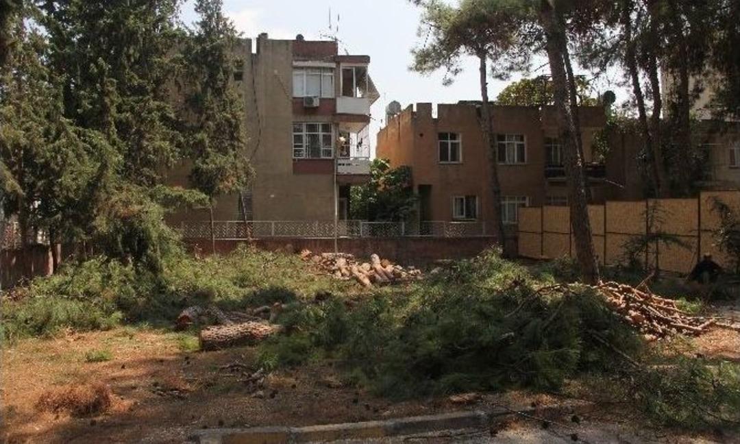 Mahalle Sakinleri Ağacına Sarılarak Sahip &Ccedil;ıktı