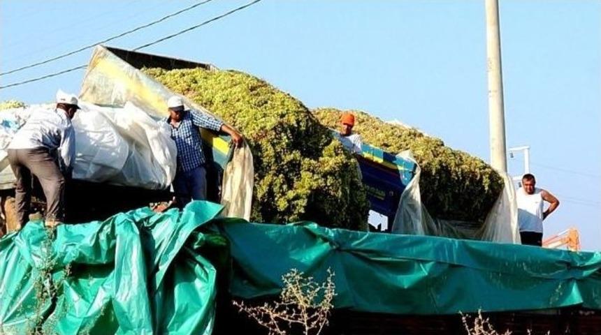 Sarıg&ouml;l&rsquo;de Şaraplık &Uuml;z&uuml;m Alımlarına Başlandı