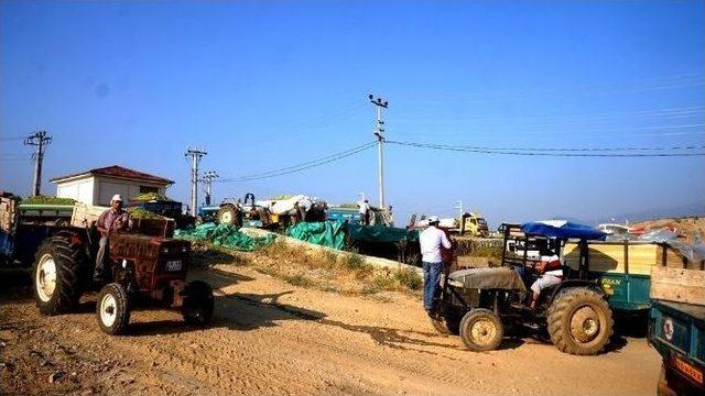 Sarıgöl’de Şaraplık Üzüm Alımlarına Başlandı