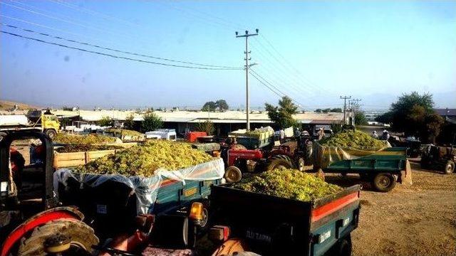 Sarıgöl’de Şaraplık Üzüm Alımlarına Başlandı