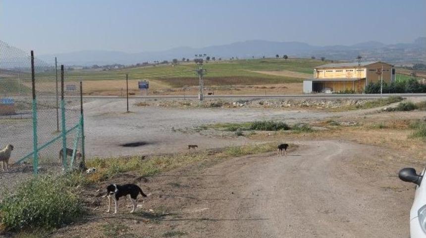 Hayvan Barınağına Zarar Verip K&ouml;pekleri Saldılar