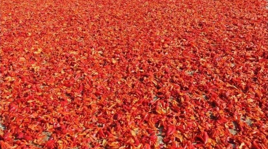 Şanlıurfa&rsquo;da Biber Hasadı İle İsot Yapımı Başladı