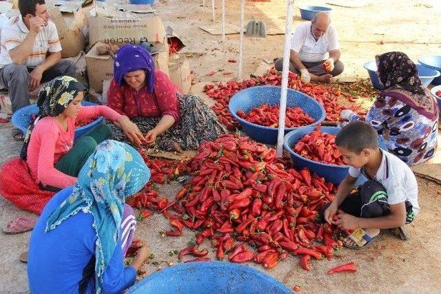 Şanlıurfa’da Biber Hasadı İle İsot Yapımı Başladı