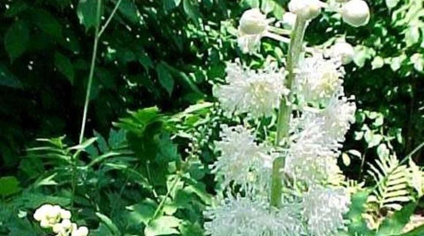 Vajinal kuruluğa &ccedil;&ouml;z&uuml;m olan bitkiler