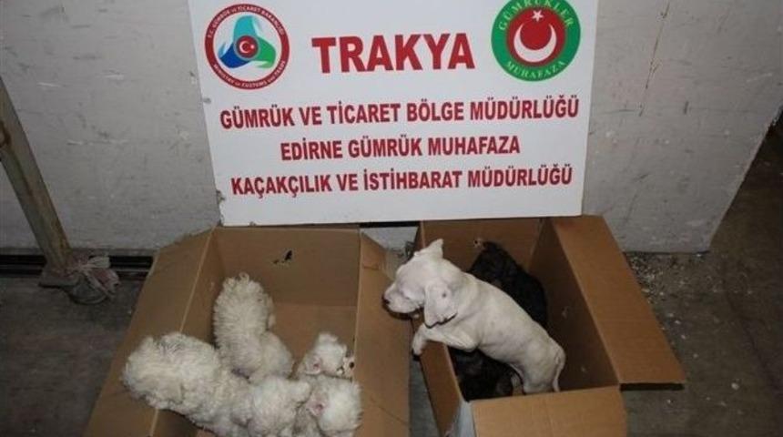 Kapıkule&rsquo;de Bu Kez İnsan Değil, Hayvan Ka&ccedil;ak&ccedil;ılığı