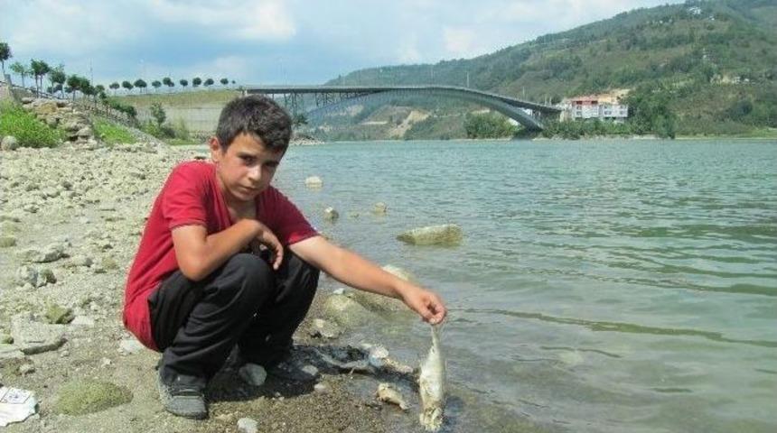 Suat Uğurlu Baraj G&ouml;l&uuml;&rsquo;nde Toplu Balık &Ouml;l&uuml;mleri