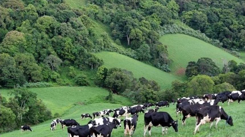 Ordu&rsquo;da Hayvancılığa B&uuml;y&uuml;k Destek