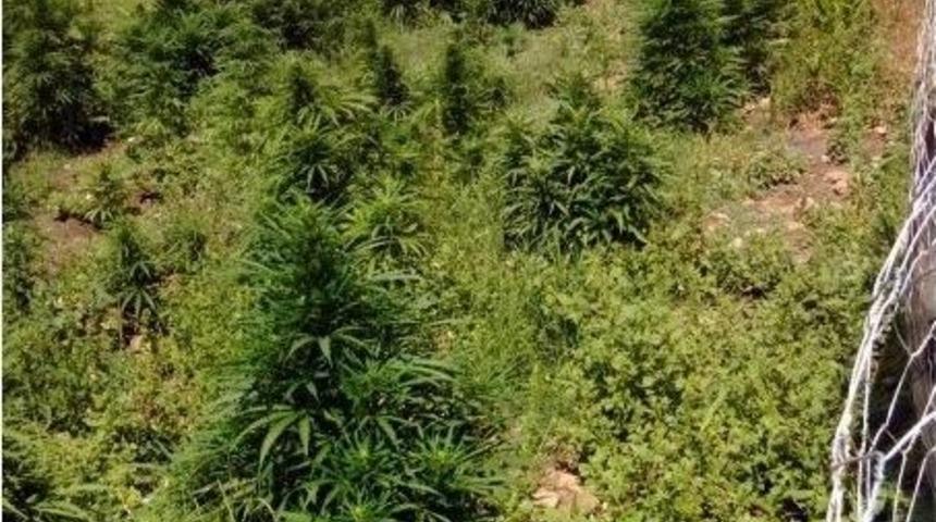 Germencik&rsquo;te 45 Kilo Esrar Ele Ge&ccedil;irildi