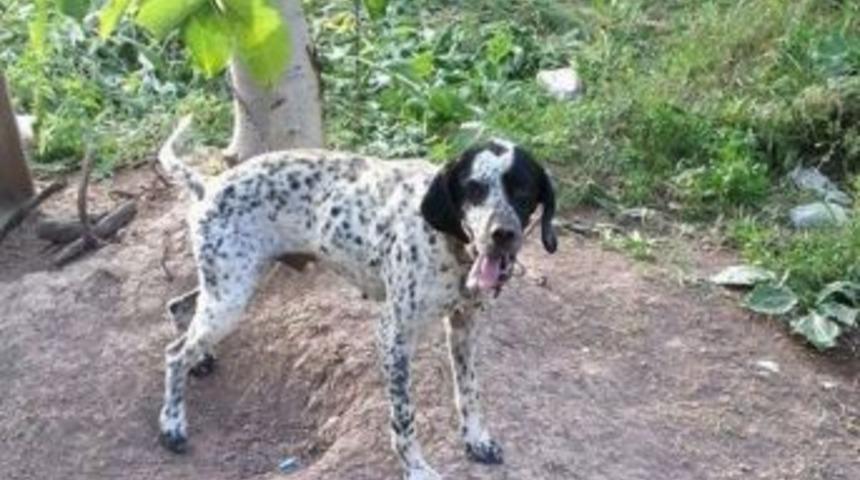 Kaybettiği K&ouml;peğini Sosyal Medya Aracılığı İle Arıyor