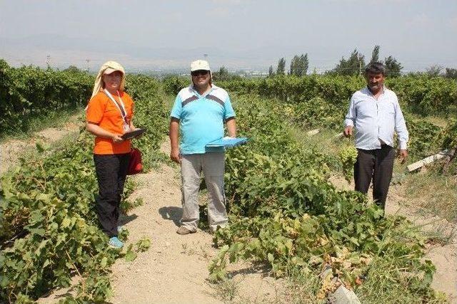 Manisa’da Fırtına Ve Dolu Zararları Tesbit Ediliyor