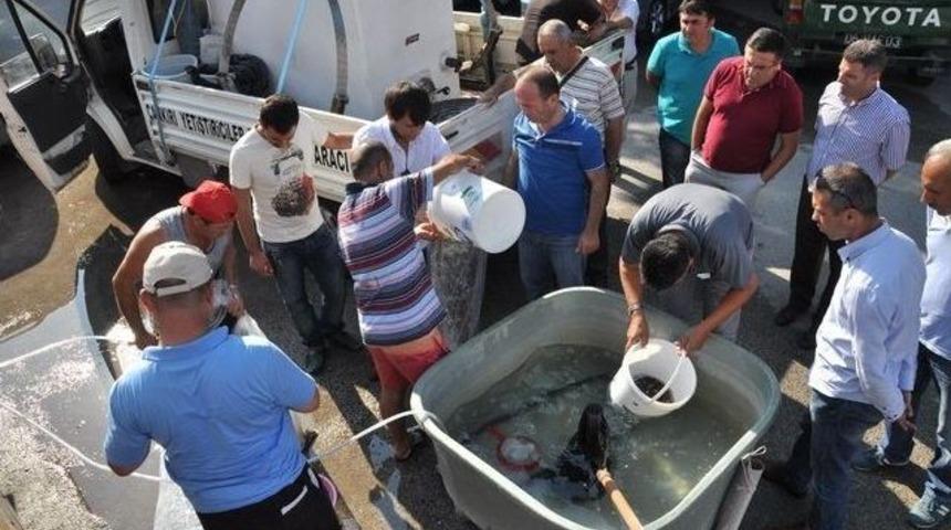 Ankara G&ouml;letleri Balıklandırıldı