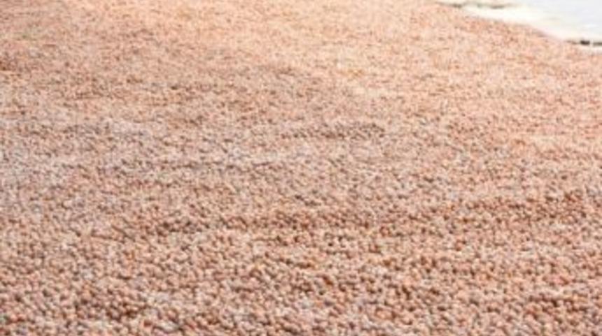 &Ccedil;arşamba&rsquo;da Fındık Pazara İndi