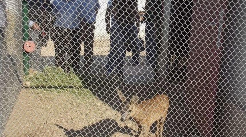 Keklik &Uuml;retim İstasyonu