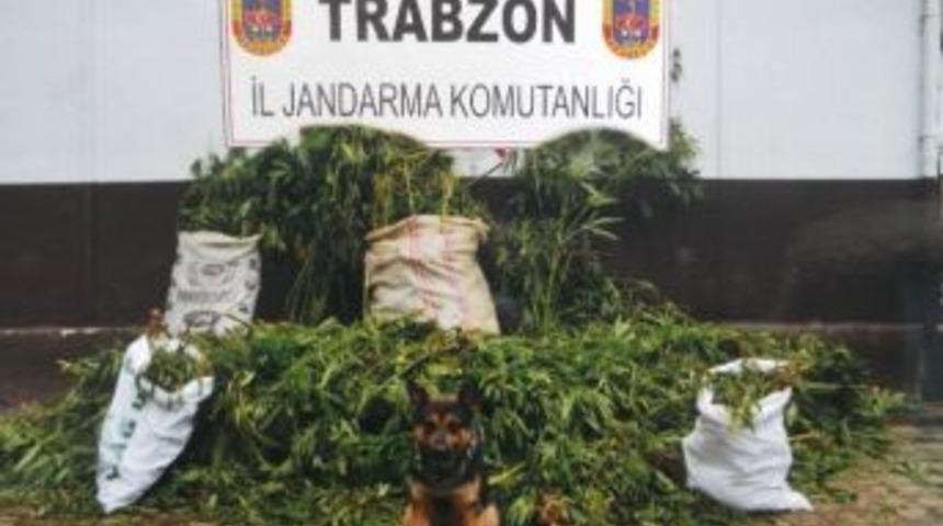 Jandarmadan Uyuşturucu Operasyonu