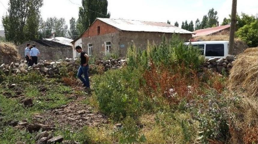 Akyaka’da Kenevir Ele Geçirildi