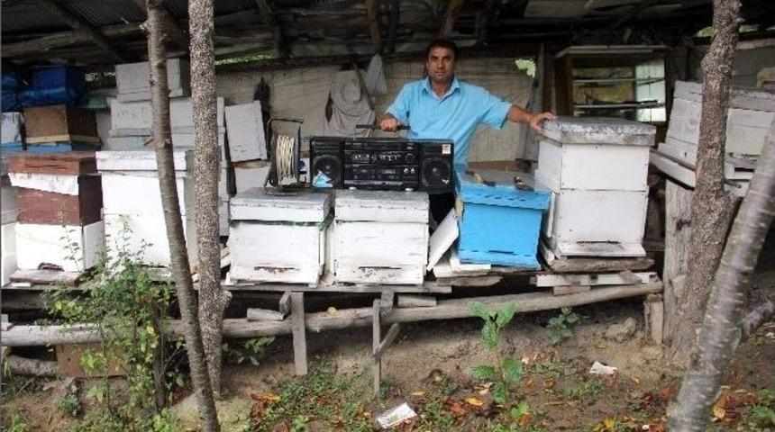 Arabesk Dinleyen Arıların Balı Arttı