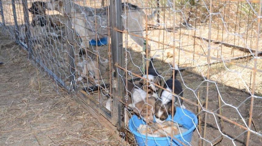 Gümüşhacıköy Ilçesinde Hayvan Barınağı Açıldı