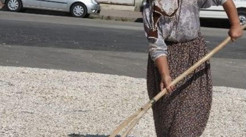 Çevre Yolunda Ayçekirdeği Kurutulmasına İzin Yok