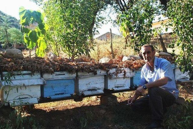 Arıcılar Yeni Sezondan Umutlu