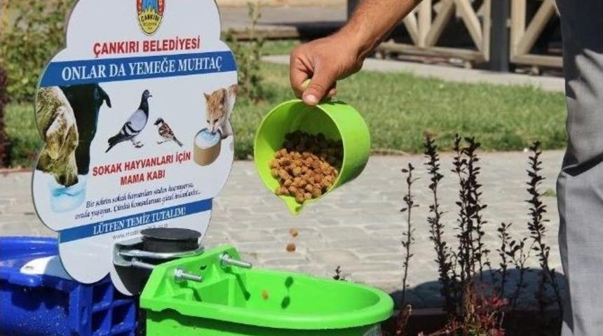 Sokak Hayvanları A&ccedil; Susuz Kalmayacak