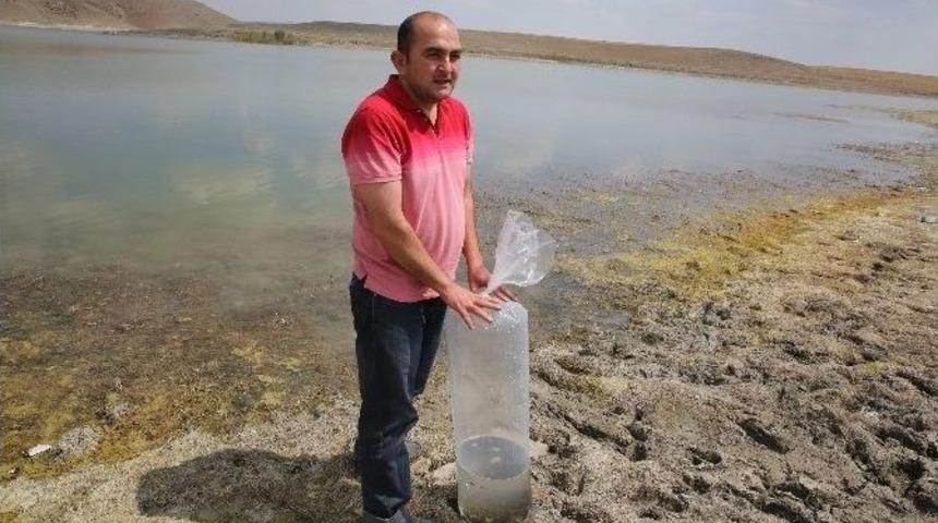 Dikilitaş G&ouml;letine &Uuml;&ccedil; Bin Sazan Bırakıldı