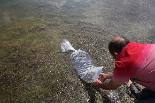 Dikilitaş Göletine Üç Bin Sazan Bırakıldı