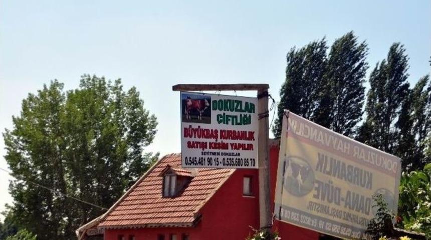 Kurbanlık Satıcıları Afiş Yarışına Girdi