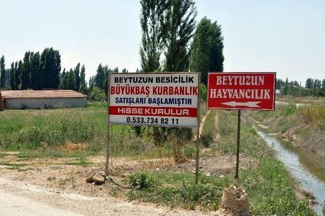 Kurbanlık Satıcıları Afiş Yarışına Girdi