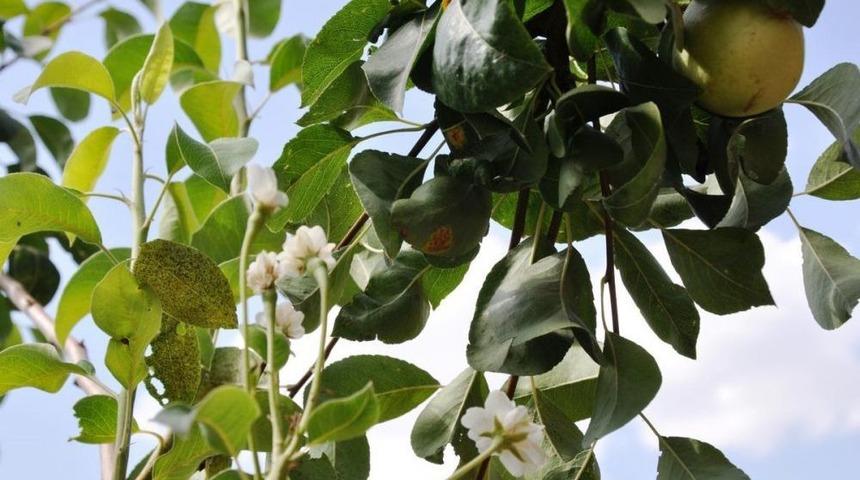 Dallarında Meyve Bulunan Armut Ağacı Yeniden &Ccedil;i&ccedil;ek A&ccedil;tı