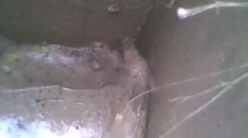 Kanala D&uuml;şen Yavru Domuzlar Kurtarılarak Doğaya Salındı