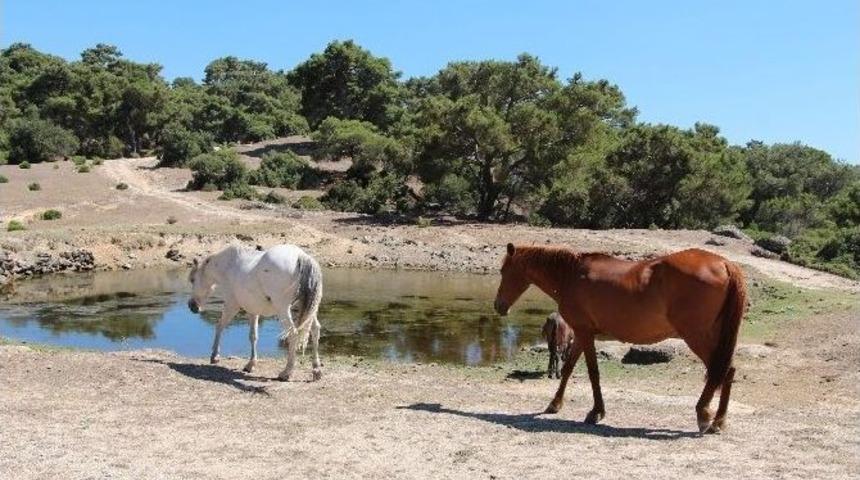 At Ve Eşeklere &Ouml;zg&uuml;rl&uuml;k