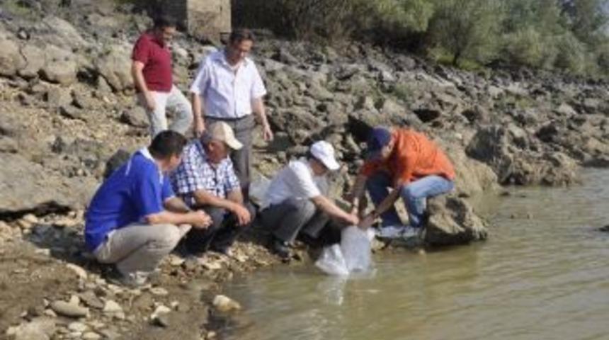 G&ouml;letlere 30 Bin Balık Bırakıldı