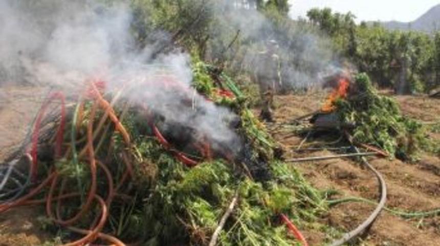 Ormandaki Esrar Tarlalarına J&ouml;h&rsquo;l&uuml; Baskın