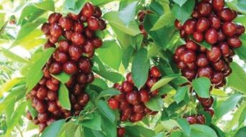 &Ccedil;ameli&rsquo;nde Bin Dekar Kiraz Bah&ccedil;esi Kazandırıldı