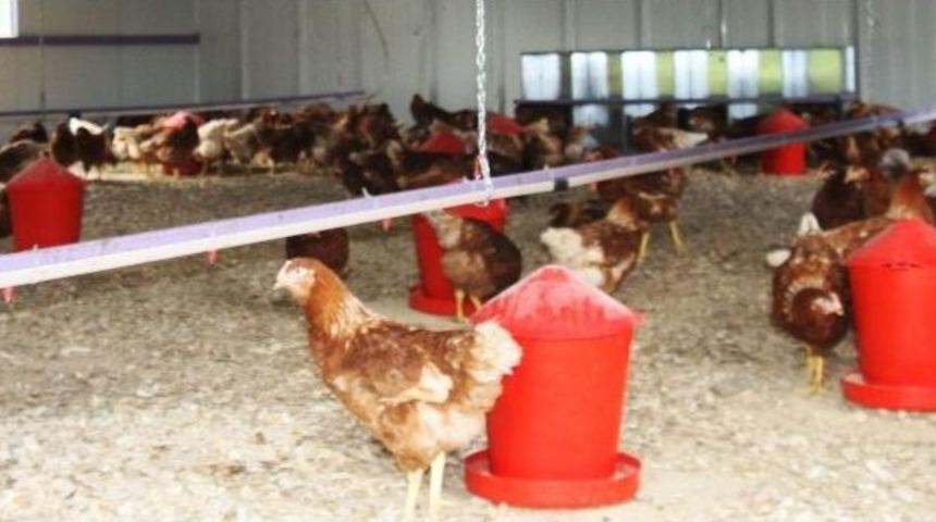 Tavuklara M&uuml;zikli Terapi