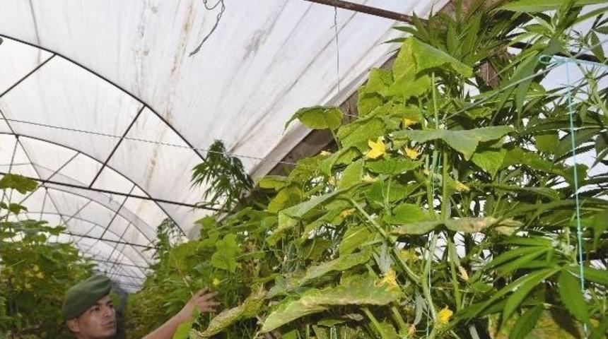 Kenevirlere Bakım Yaparken Su&ccedil;&uuml;st&uuml; Yakalandı