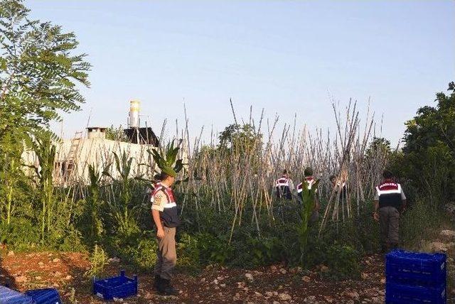 Kenevirlere Bakım Yaparken Suçüstü Yakalandı