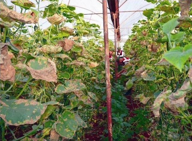 Kenevirlere Bakım Yaparken Suçüstü Yakalandı