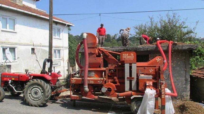 Alaplı'da Fındık Patoza Girmeye Başladı