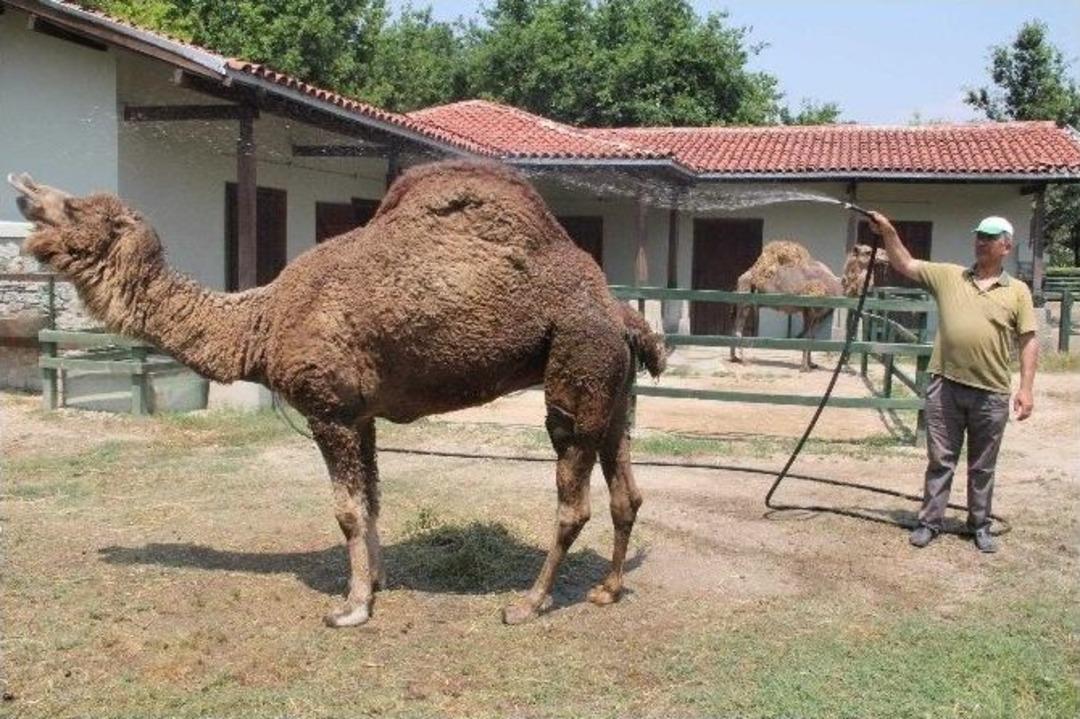 (&ouml;zel Haber) Bunalan Hayvanlar, Buzlu Meyve Ve Hortumla Serinliyor