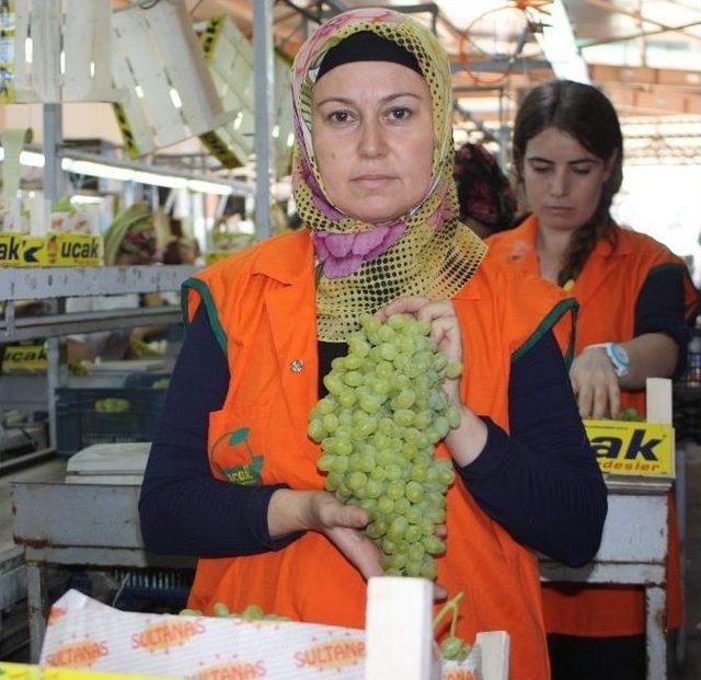 Sultaniye Üzümü İhracatı Başladı