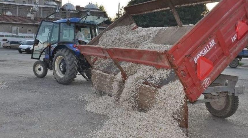 Ay &Ccedil;ekirdeğinde Hasat Zamanı