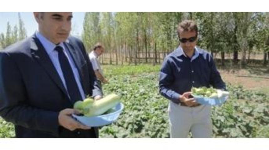 Paland&ouml;ken&rsquo;de Sebze Bah&ccedil;eleri Projesinde Hasat Zamanı