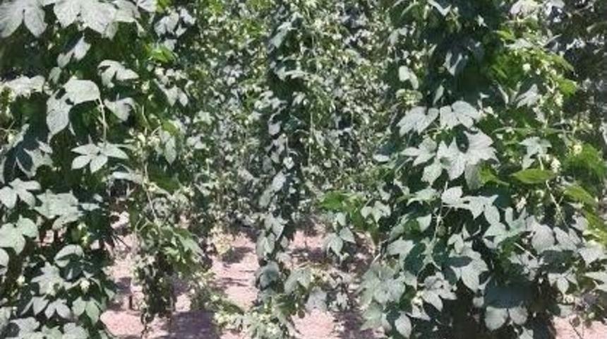 Şerbet&ccedil;i Otu Hasadı Başlıyor