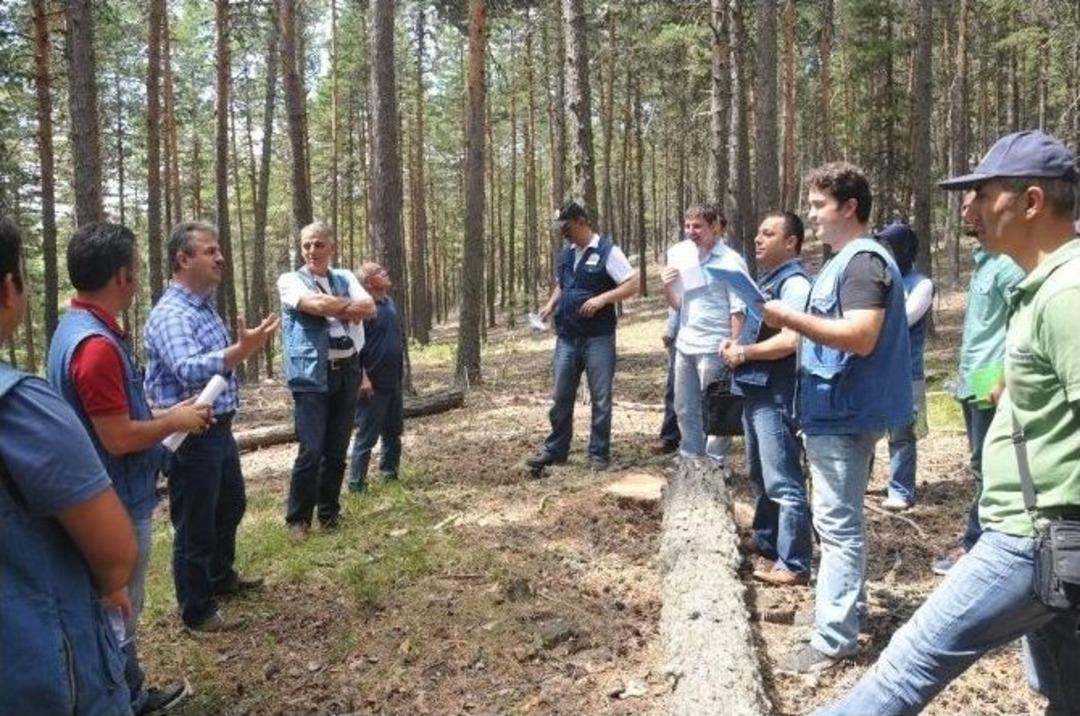 K&uuml;tahya&rsquo;da &rsquo;sarı&ccedil;am&rsquo; Seferberliği
