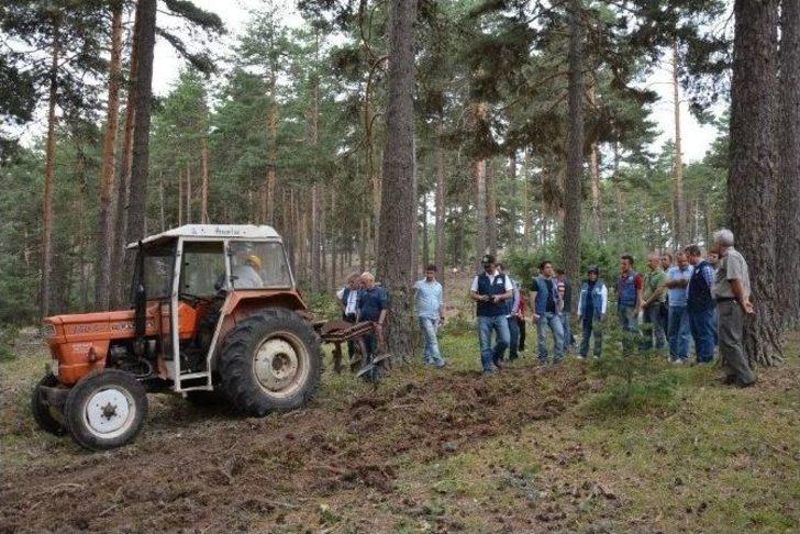 Kütahya’da ’sarıçam’ Seferberliği G1