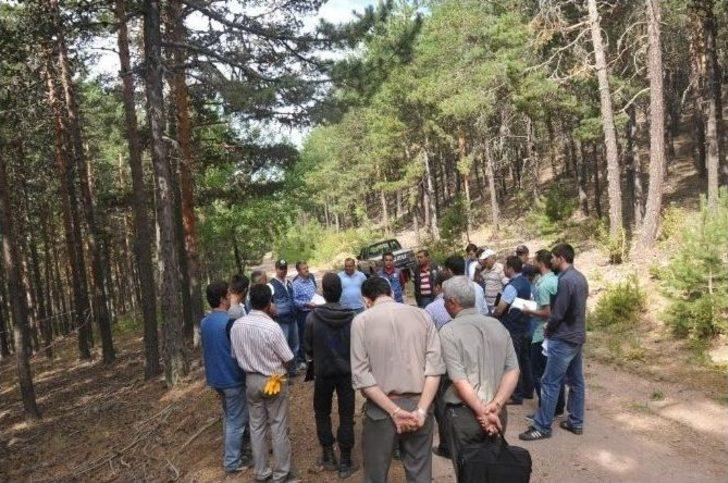 Kütahya’da ’sarıçam’ Seferberliği G2