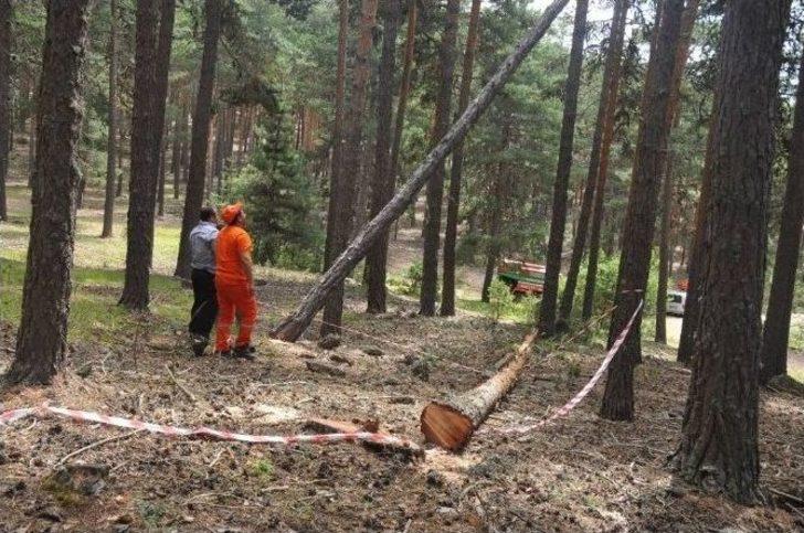 Kütahya’da ’sarıçam’ Seferberliği G4