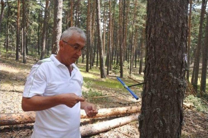 Kütahya’da ’sarıçam’ Seferberliği G5