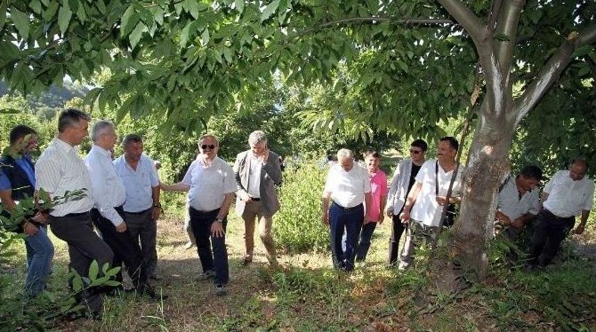 Kurşunlu Define Buldu